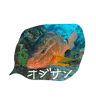 沖縄の海と生き物（個別スタンプ：16）
