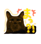 黒猫ハルク（個別スタンプ：4）