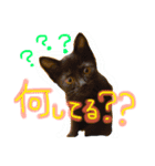黒猫ハルク（個別スタンプ：5）