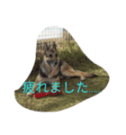ジャーマンシェパードのタイヨウ（個別スタンプ：1）