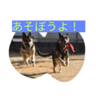 ジャーマンシェパードのタイヨウ（個別スタンプ：2）