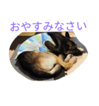 ジャーマンシェパードのタイヨウ（個別スタンプ：7）