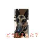 ジャーマンシェパードのタイヨウ（個別スタンプ：8）