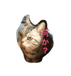 動物の心の声（個別スタンプ：1）