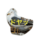 動物の心の声（個別スタンプ：7）