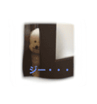 トイプードルタアメです！（個別スタンプ：2）