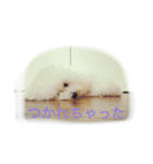 トイプードルタアメです！（個別スタンプ：4）