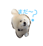 トイプードルタアメです！（個別スタンプ：5）