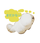 トイプードルタアメです！（個別スタンプ：11）