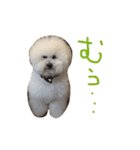 トイプードルタアメです！（個別スタンプ：12）