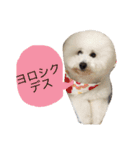 トイプードルタアメです！（個別スタンプ：14）