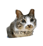 猫のゆずゆ（個別スタンプ：1）