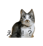 猫のゆずゆ（個別スタンプ：3）
