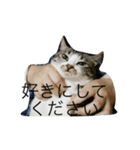猫のゆずゆ（個別スタンプ：4）
