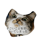 猫のゆずゆ（個別スタンプ：5）