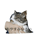 猫のゆずゆ（個別スタンプ：7）