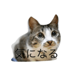 猫のゆずゆ（個別スタンプ：8）