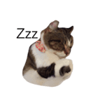 ネコのきゅっちゃん（個別スタンプ：12）