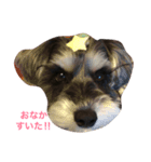 ミニチュアシュナウザーのtamagoちゃん（個別スタンプ：7）
