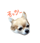 チワワのあいちゃん（個別スタンプ：1）