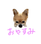 チワワのあいちゃん（個別スタンプ：2）