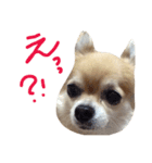 チワワのあいちゃん（個別スタンプ：6）