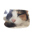 日々のねこ（個別スタンプ：1）