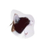 日々のねこ（個別スタンプ：2）