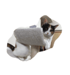 日々のねこ（個別スタンプ：3）
