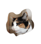 日々のねこ（個別スタンプ：4）