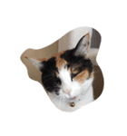 日々のねこ（個別スタンプ：5）