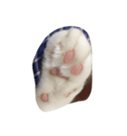 日々のねこ（個別スタンプ：7）