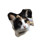 日々のねこ（個別スタンプ：8）