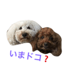 トイプー白と茶（個別スタンプ：1）