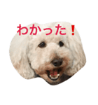 トイプー白と茶（個別スタンプ：3）