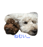 トイプー白と茶（個別スタンプ：8）