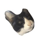 猫のあさりくん（個別スタンプ：1）