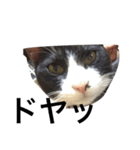 猫のあさりくん（個別スタンプ：3）