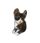 猫のあさりくん（個別スタンプ：6）