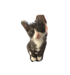猫のあさりくん（個別スタンプ：8）