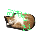 ねこナナ♡トト（個別スタンプ：4）