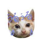 ねこナナ♡トト（個別スタンプ：5）
