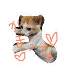 ねこナナ♡トト（個別スタンプ：6）