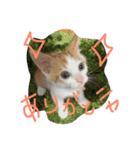 ねこナナ♡トト（個別スタンプ：10）