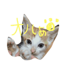 ねこナナ♡トト（個別スタンプ：12）
