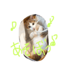 ねこナナ♡トト（個別スタンプ：13）