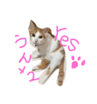 ねこナナ♡トト（個別スタンプ：14）