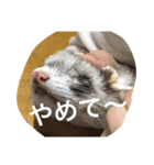ちょろ（個別スタンプ：6）