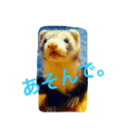 ちょろ（個別スタンプ：8）