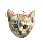 にゃんの生活（個別スタンプ：1）
